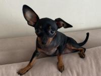 0 Numara Minyatür Pinscher Yavrular