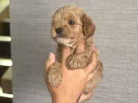 Ev Ortamında Büyüyen Maltipoo Yavrular