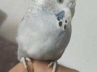 Konuşan Çift Veya Tek Muhabbet Kuşu