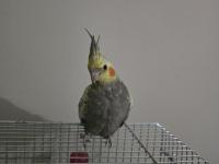 3 aylık ele alışık sultan papağanı