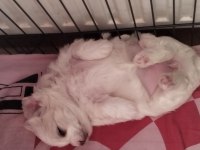 Maltese Terrier 3 Dişi Ve 1 Erkek Birbirinden Tatlı Yavrular