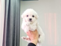 Minyatür Maltese Minnaklarım