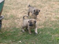 Orjinal kangal yavruları sivas