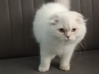 Scottish fold longhair orjinal safkan
