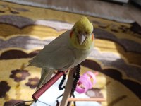 Evcil Yavru Sultan Papağanı