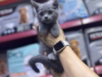 A Kalite British Kediler