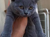 British shorthair çok uysal