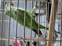 Jumbo Boy Alexander Papağanı