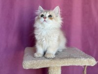 British Longhair Oğlum Yeni Yuvasına Gitmeyi Bekliyor