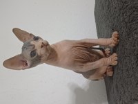 2 Aylık Erkek Sfenks Yavrumuz