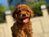 Sevimli Poodle Yavrularım