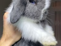 Tavşan yavruları her otogara gönderim