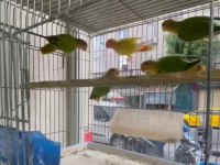 Sevda papağanı yavrular