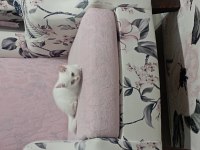 2 Buçuk Aylık Erkek Kedimiz