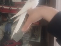 45 Günlük Sultan Papağanı Yavrular