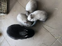 Safkan Cüce Tavşan Karşıyaka