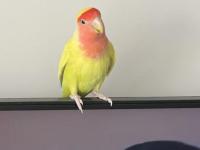 Yavru cennet papağanı 6 aylık