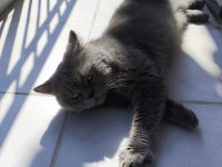 5 yaşındaki british longhair oğlumuza yeni yuva arıyoruz