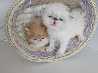 Safkan Pure Persian Show Class Yavrular