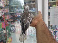 Wifi Pied Sultan Papağanı Tahminen Erkek