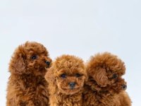 Mükemmel Poodle Yavrular