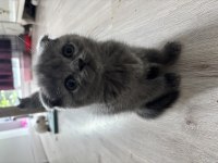 Dişi Scottish Fold Kedimiz