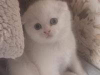 Mutlu Sağlıklı Safkan Scottish Fold Bebekler Yeni Ailelerine Hazırlar
