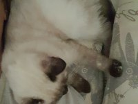 Ücretsiz Siyam Kedisi Blue Point Karışımı