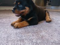 Şecereli Rottweiler Yavrularımız Yeni Ailesini Bekliyor