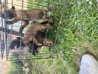 A Kalite Belçika Kurdu Bebekler