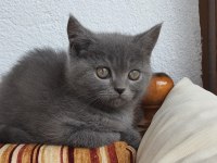 Uygun 2 Aylık Yavru Kedimiz