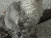 Safkan Maine Coon Yavrular Yeni Yuvalarını Arıyor