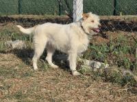 Terrier Barack Kırması İki Kardeş