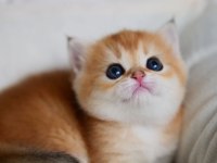 Güzellik Abidesi Golden British Shorthair Yavrumuz