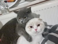 Tatlımı Tatlı Bebiş Kediler Burada