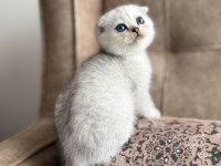 Full Şecereli Scottish Fold Shorthair Yavru - Premium Bakım
