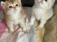 Ay11 safkan british shorthair bebekler