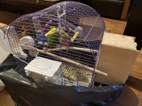 Çift sevda papağanı komple eşyalarıyla kafesiyle verilecek