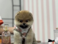 3 aylık pomeranian