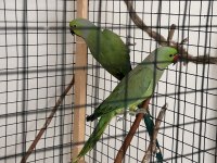 Dişi Pakistan Papağanımız