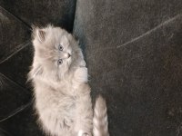 British Shorthair Yavrularımız