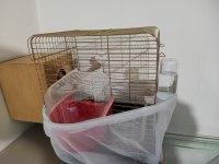 Kafesiyle Birlikte Çift Cennet Papağanı