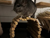 Chinchilla (Çinçila) Erkek Yavru