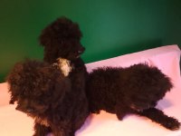 Siyah Toy Poodle Yavrularımız