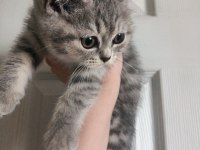 British Shorthair Yavrular Yeni Yuvalarını Arıyorlar