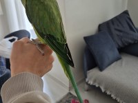 Yarı evcil pakistan papağanım