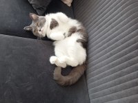 Kedimize çiftleştirmek için erkek arıyoruz