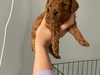 Toy Poodle 9 Mart Doğumlu