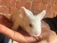 Anne Altından Yavru Tavşanlar