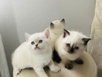 Chocallette Point British Shorthair